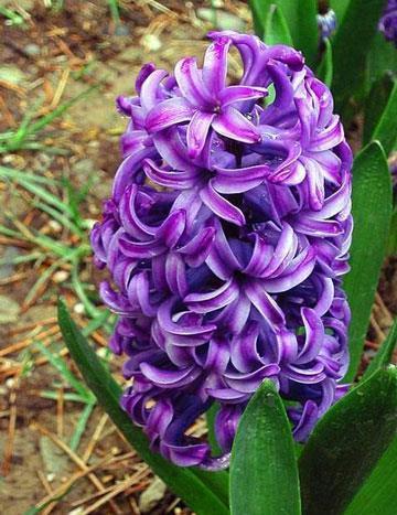 花海|农历8月2日开始,养花养个耐看的,花朵小巧玲珑,阳台开出花海