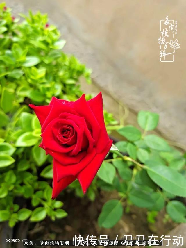 唯有植物,我的人生才不孤独!