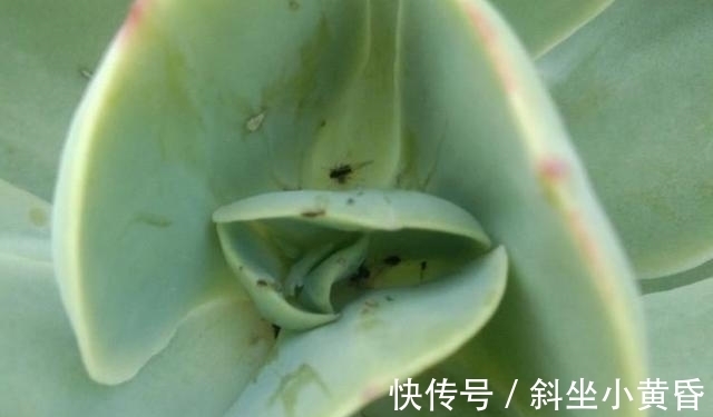 养护|多肉是懒人植物是花店老板最善意的谎言,尤其是病虫害,懒真不行