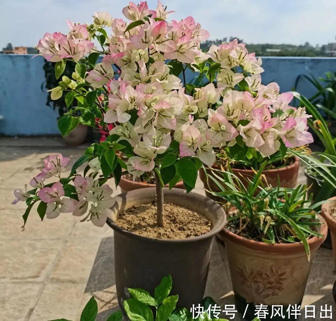 超级耐旱花,整个冬天不浇水,还能胖一圈!