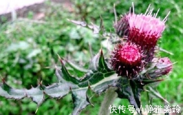 绕道|农村这种野草一身是刺，根部极为珍贵，人称蛇绕道,药用价值高