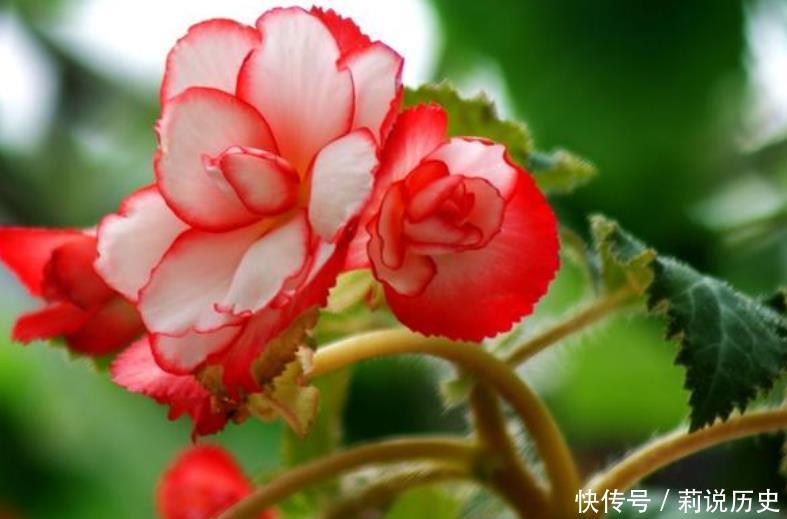 4种花很耐养,沾土就能活,招财又开运,你养了吗?