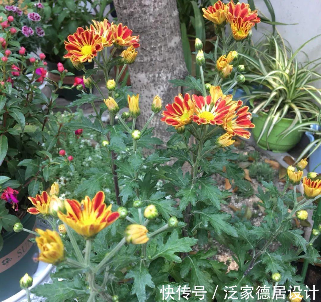 绣球|6种花“苏醒”了，多浇水、要施肥，下个月就开花