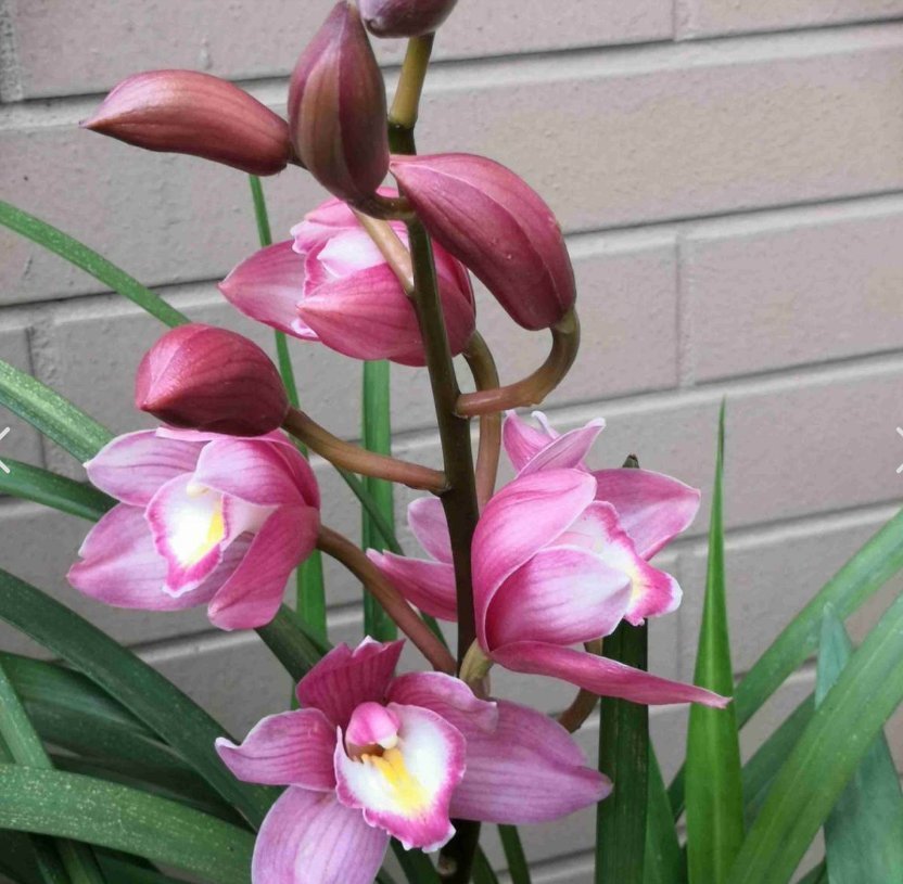 养兰花不如养这种花,花大如拳头,碾压其它年宵花