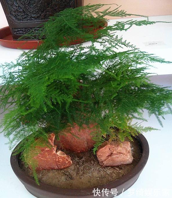 文竹|养盆文竹“困难户”,不发新芽不长个,改4个“毛病”一步窜新芽