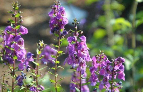 阳台养款“爆盆机器”,浇水就疯长,不占地方有香味,值得拥有