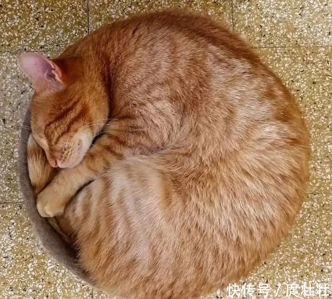 一大|这里有一大波新鲜的猫饼,有人想要的吗?