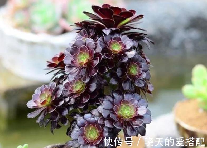 植株|8月养黑法师，了解掌握4个要点，养成霸气手捧花，谁见了都夸美