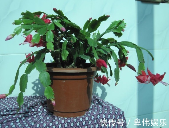 蟹爪兰不开花真愁人,别急,试试3种好方法,不久就能花开满枝头