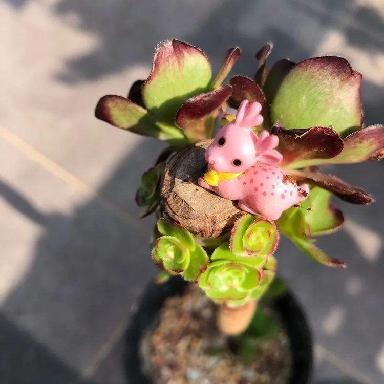 面朝大海的多肉们,在四季变迁中生生不息!