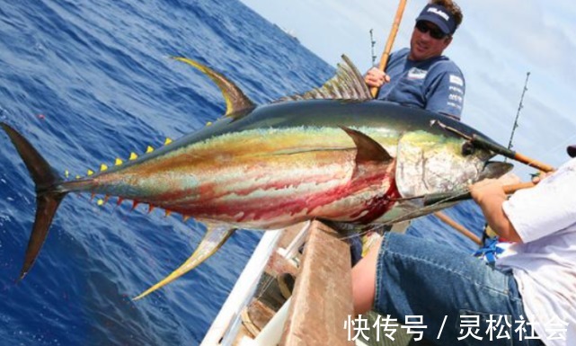 深海船|深海船钓的时候，钓上来的鱼为什么要立马放血？
