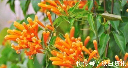 对待新手超友好的几种花卉,不用操啥心,还有净化空气的作用