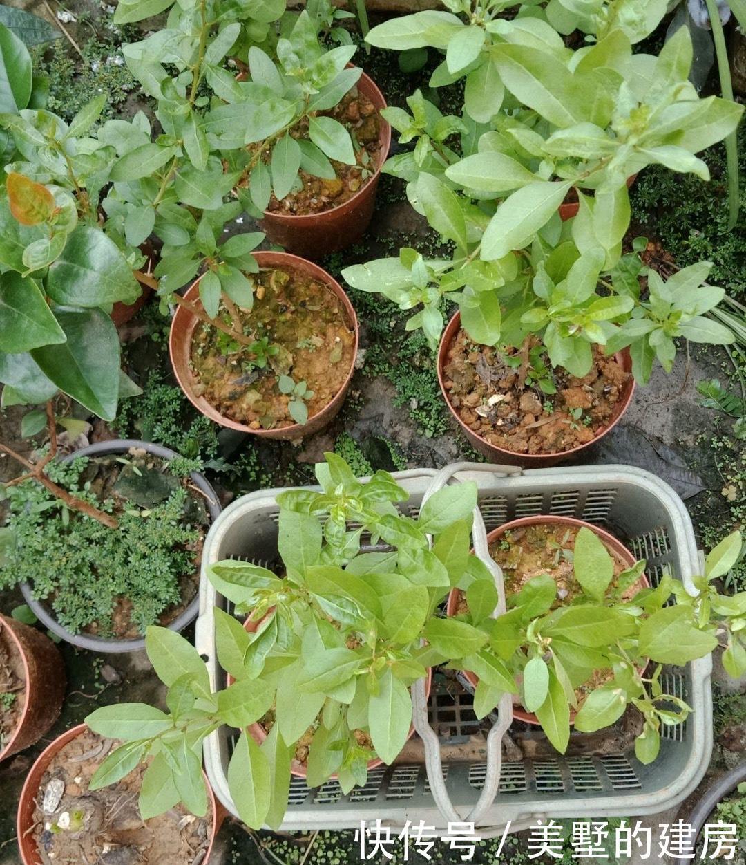 这一种盆栽,很容易“扦插成活”,株型优美,果子漂亮能吃