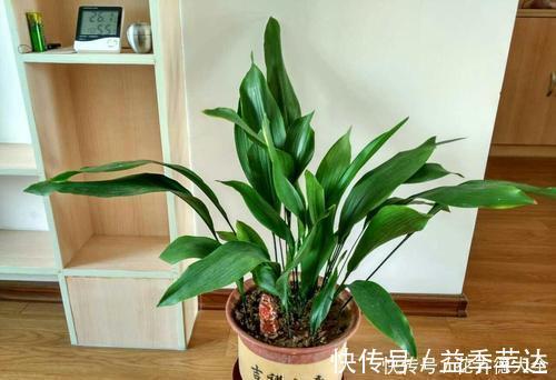 阳台上|6种喜阴花,家里采光不好,照样生长茁壮,枝叶茂盛,长满盆!