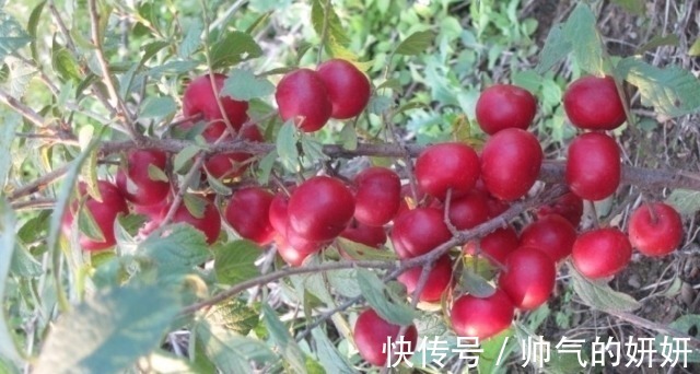 钙果|这种野果甜美多汁让人吃的停不下嘴,被老农称为水果之王实至名归