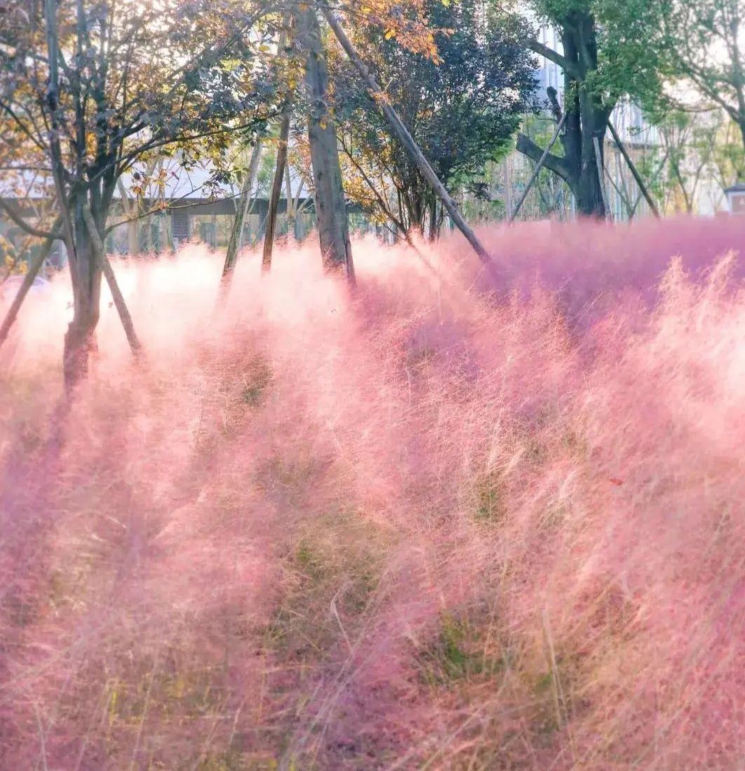 花花花花花~且看公园城市的“花月令”