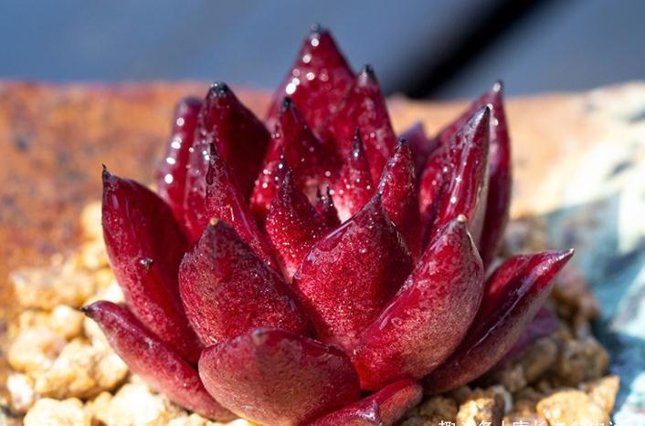 养不绿的鲁宾,晒不红的三色堇——这两款特征明显的多肉怎么选?