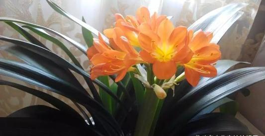 植株|君子兰在花盆里头重脚轻站不稳，别忽视，原因简单危害却很大