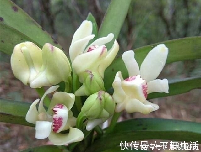 老爸买了两盆兰花很特别，养兰这么多年还头一次见过