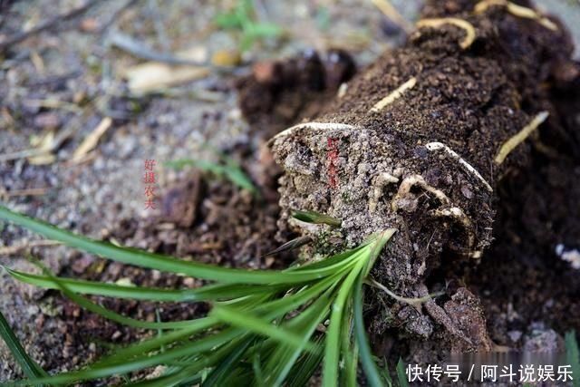 奇效|这种黑色粉末养兰花，究竟有什么奇效能让兰根这么壮