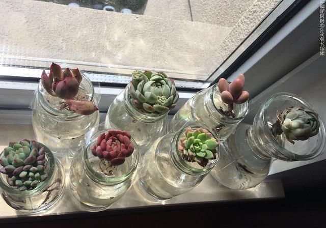 水里|多肉丢水里好度夏,叶子疯狂吸水,几天就变胖了