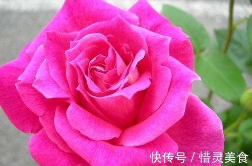 牡丹|3种花让人爱不释手,香气怡人,漂亮似牡丹,养护容易