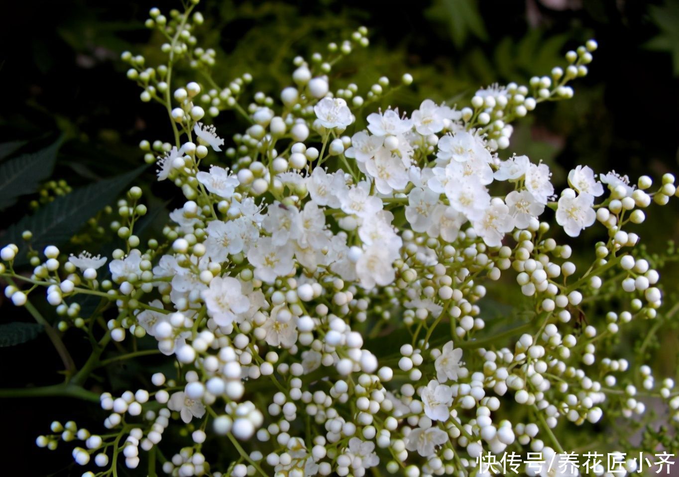 它是花园里的“高颜值”，春天开出1大片“雪花”，南方花友别买