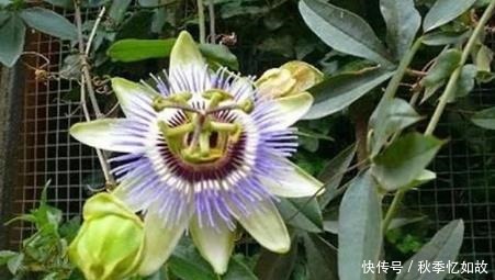 此花十分娇艳芳香四溢,是一种令人畏惧的吃人植物,代表着迷乱