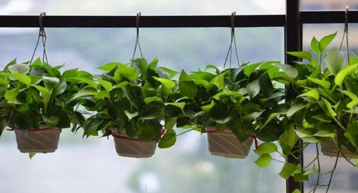 刚开始养花,我都是自己配土,植物一样长得好,省下土钱来买花