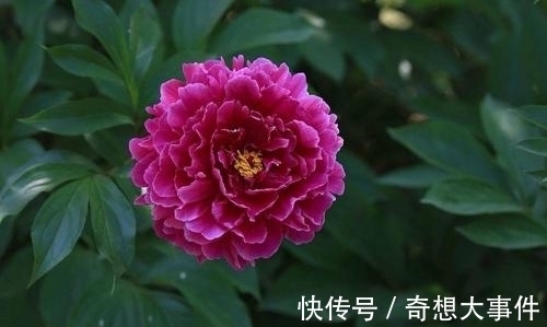 栽培|都知道牡丹是“花王”,却不一定知道谁是“花相”?值得了解一下