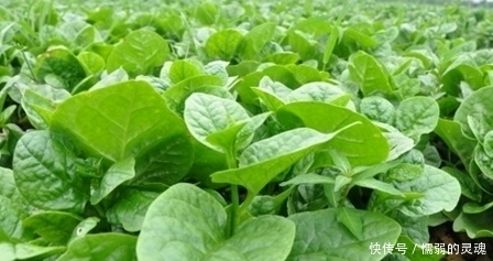 空心菜|5月常吃这些蔬菜,通便解毒,护视力,美容防衰老,聪明人都在吃