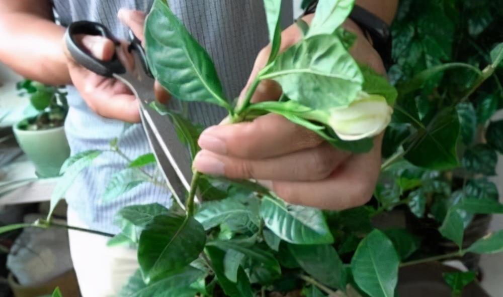 栀子花|6种“漂亮花”,7月不修剪,后悔一整年