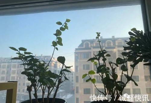 春剪|茉莉花栀子花的修剪,记住“冬轻春重”,分枝长的多,开花不停歇