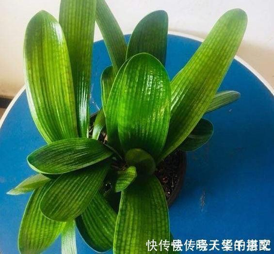 君子兰不长出花箭、开花怎么办?掌握3技巧,接连不断地开花