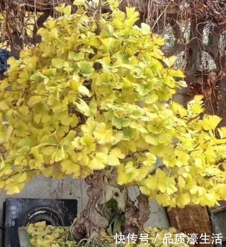 客厅|爱在客厅养树,就养“木质化强的树”,形成“老桩”后能卖好几万!