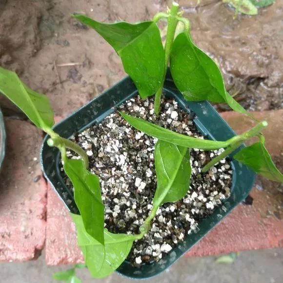 趁天|4种“残花梗”,趁天热赶紧剪,插土里10天生根,很快爆芽