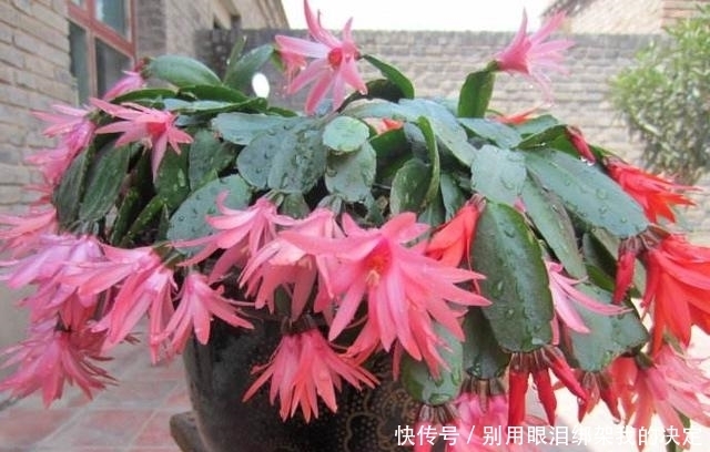 养好蟹爪兰,就看4月份,现在施肥换好盆,秋天睡醒就能赏花!