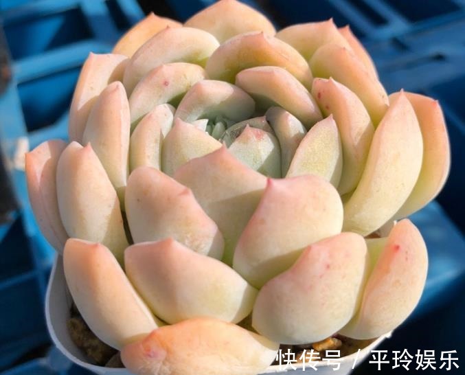 多观察多肉的生长是好是坏,把多肉的茎干养得粗壮,不存在长不大