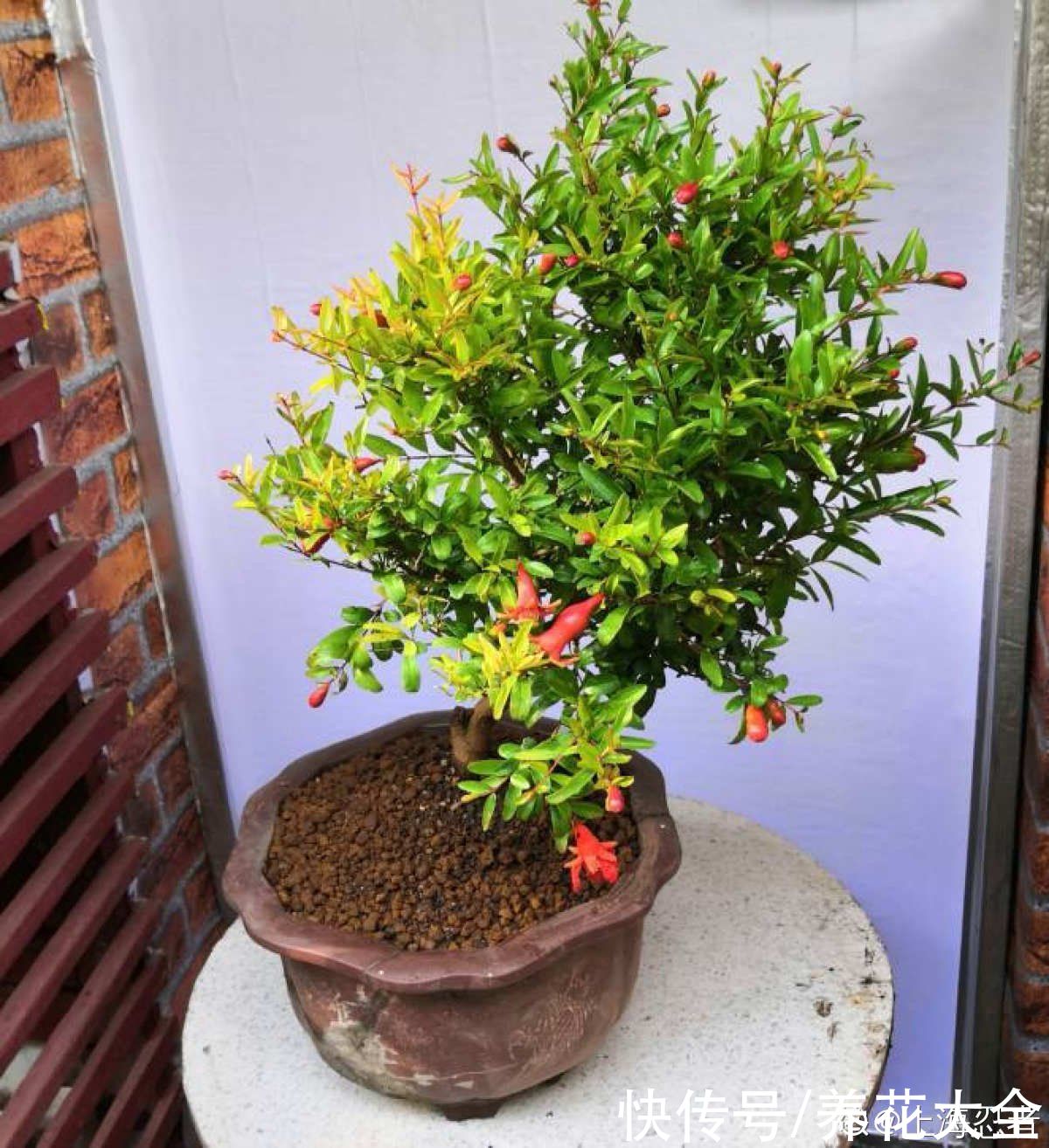 石榴树|2种果树，不仅能结果，修剪好了还能做盆景