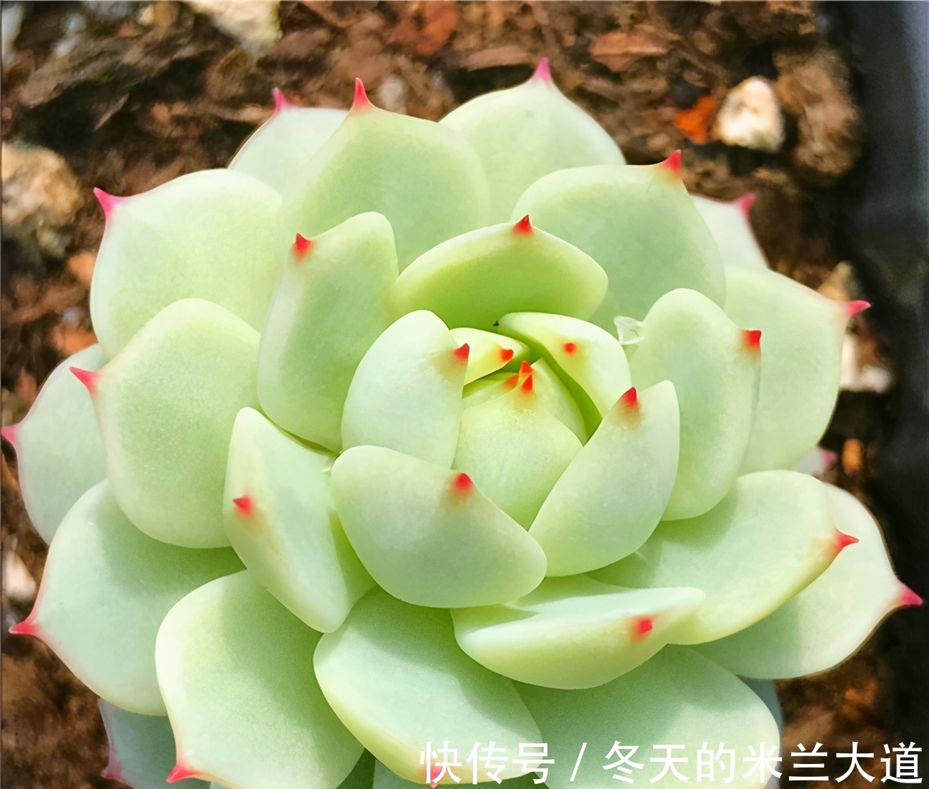 养多肉不想养普货,可以试着养这些品种,下文有介绍,看一看