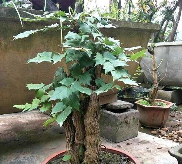 这种“花”对人有“大功劳”,花朵一串串,是小感冒、痢疾大克星