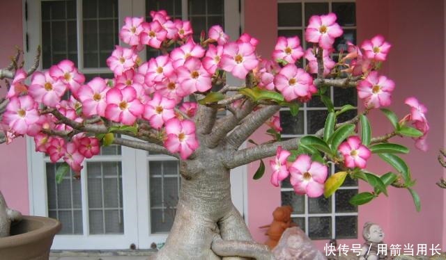 此花再贵,家中都要种2棵,号称“天下第一美”,一年花开230天!