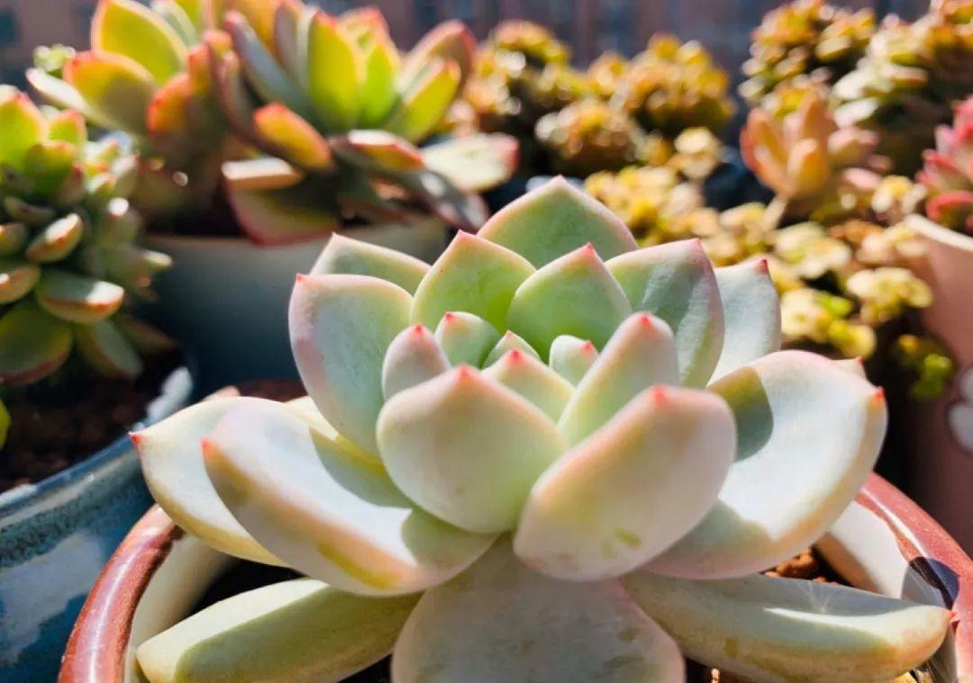 梦露|多肉中的“混血宝宝”,你家有吗?