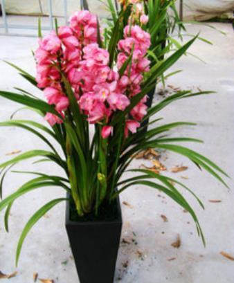 阳台养兰花,牢记掌握“3个要点”,不烂根无病害,出芽率高