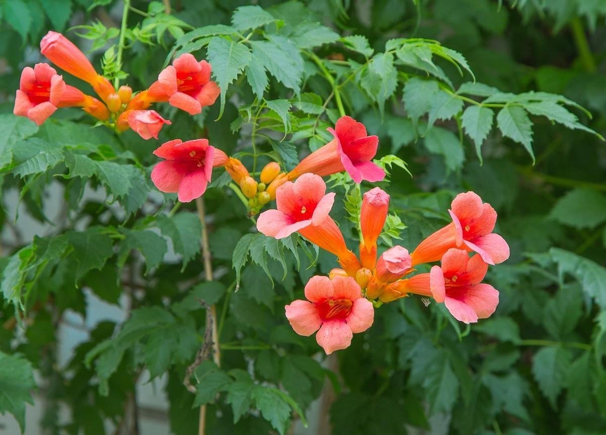 花苞|喜欢凌霄花，就是不敢养，怕它爬满房，那就养盆“粉色”凌霄花吧