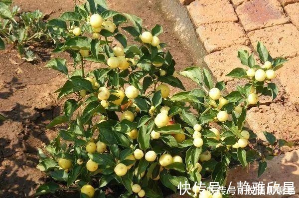 幼苗|一盆五彩椒有上百个果实，做好这几点可连续开花结果几年