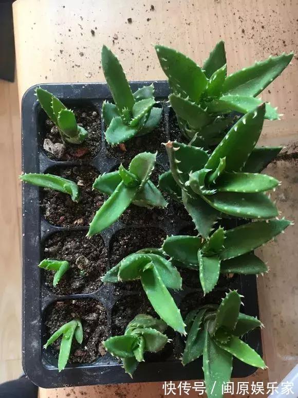 奶奶养芦荟10年,长成精了,老桩就像“胳膊粗”,小苗一大推