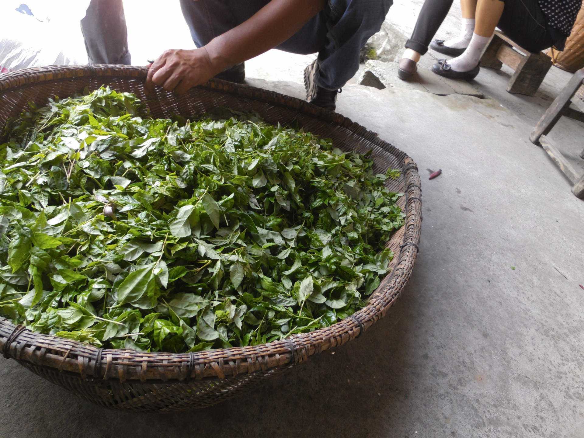 苦荞茶|糖尿病的“死对头”出现了,喝水时放点它,血糖乖乖降下来