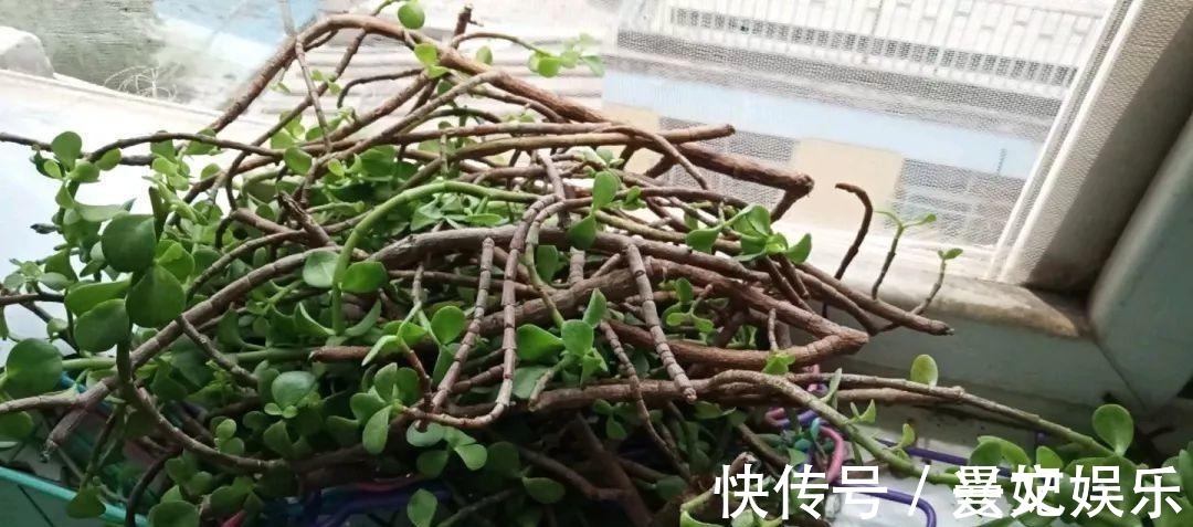 3种招财树,想养别花钱,掐个枝就生根,能得一大盆!