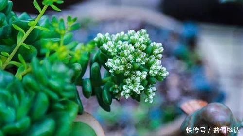 吴广宇|花城看花美不胜收 网红居民楼顶有片多肉的海